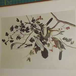 Northern Shrike, Plate 173